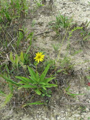 Silphium confertifolium
