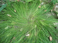 Carex montana