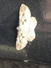 Iridopsis defectaria