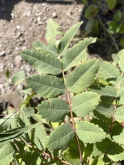 Sorbus sitchensis