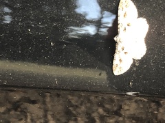 Iridopsis defectaria