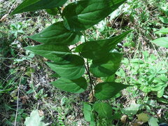 Vincetoxicum hirundinaria