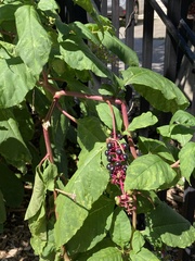Phytolacca americana