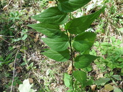 Vincetoxicum hirundinaria