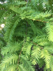 Metasequoia