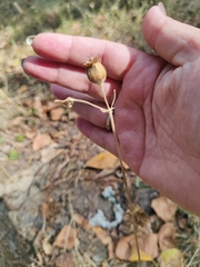 Silene latifolia alba