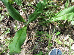 Pulmonaria angustifolia