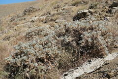 Astragalus arnacantha