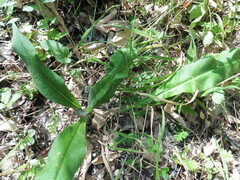 Pulmonaria angustifolia