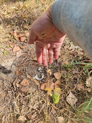 Silene latifolia alba