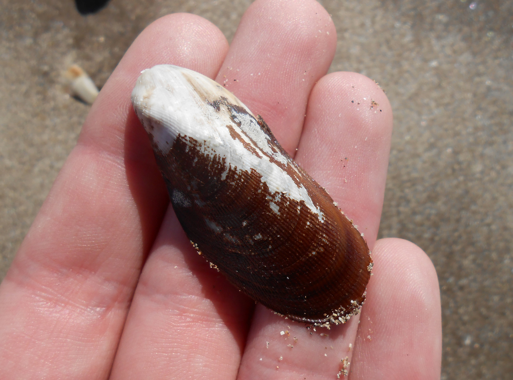 Brachidontes rodriguezii