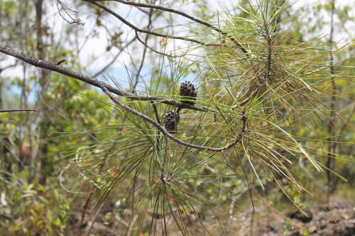 Pinus cubensis, 2022-08-19