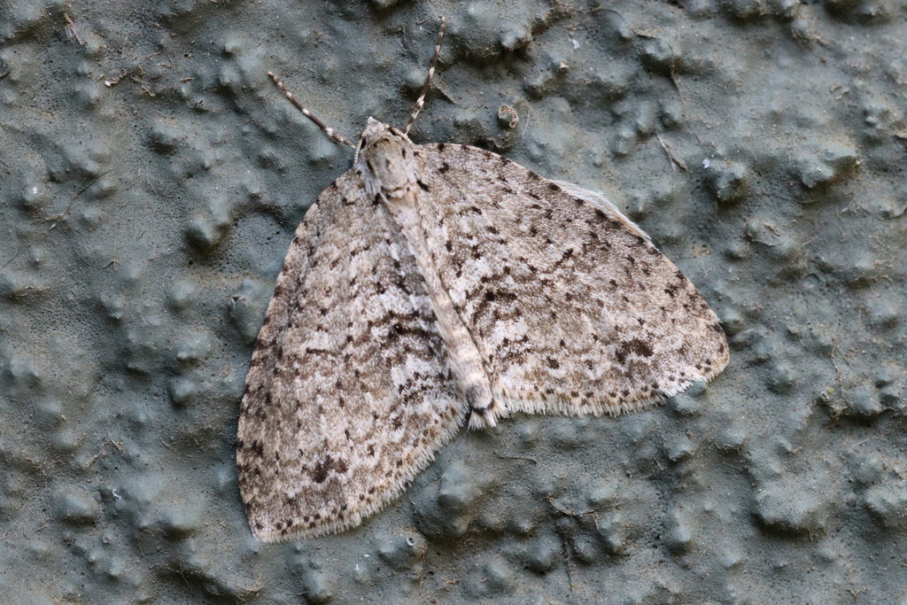 Hoplosauris multivirgulata