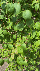 Philadelphus coronarius
