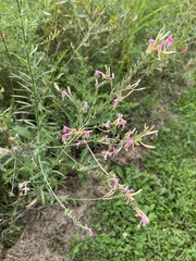 Oenothera gaura