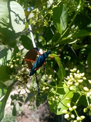 Plinthocoelium chilense