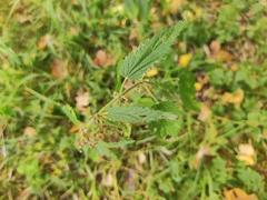 Urtica dioica