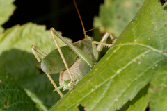 Tettigonia cantans