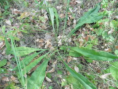 Pulmonaria angustifolia