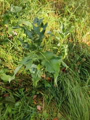 Cirsium arvense