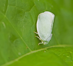 Flatormenis proxima