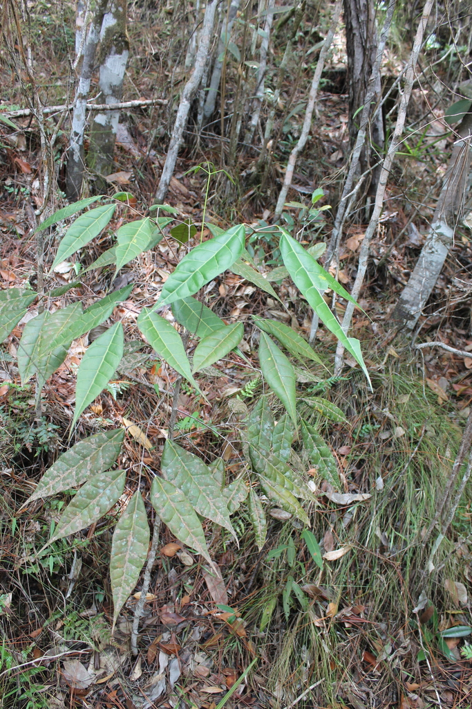 Protium fragrans