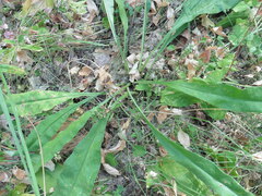 Pulmonaria angustifolia