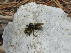 Laphria