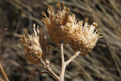 Centaurea salonitana