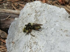 Laphria
