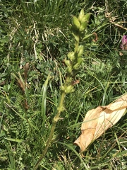 Pedicularis ascendens