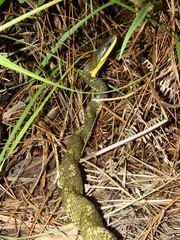 Phrynonax poecilonotus