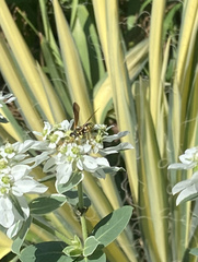 Myzinum quinquecinctum