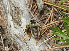 Laphria