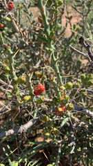 Cylindropuntia leptocaulis