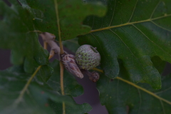 Andricus foecundatrix