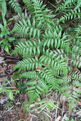 Cyathea parvula