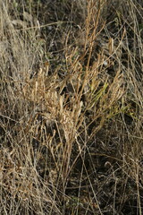 Centaurea salonitana