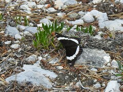 Limenitis arthemis rubrofasciata