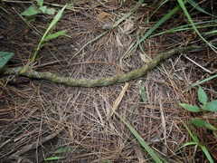 Phrynonax poecilonotus