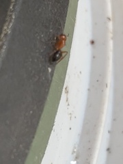 Myrmentoma