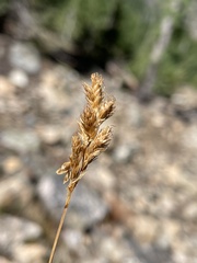 Carex phaeocephala