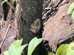 Rheumaptera meadii