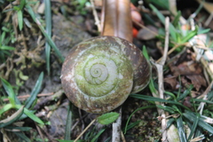Polydontes
