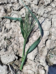 Panicum dichotomiflorum