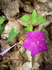 Ipomoea elongata