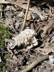 Sebacina schweinitzii