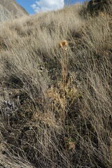 Centaurea salonitana