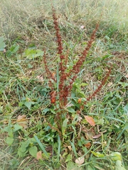 Rumex obtusifolius