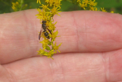 Parancistrocerus perennis